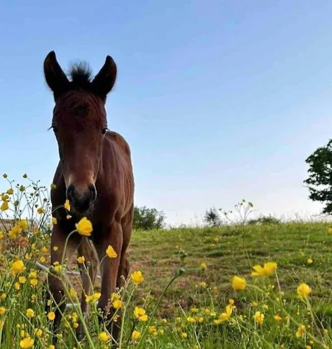 Apartment Sleep Next To A Horse In A Stable By The City ! Exeter United Kingdom