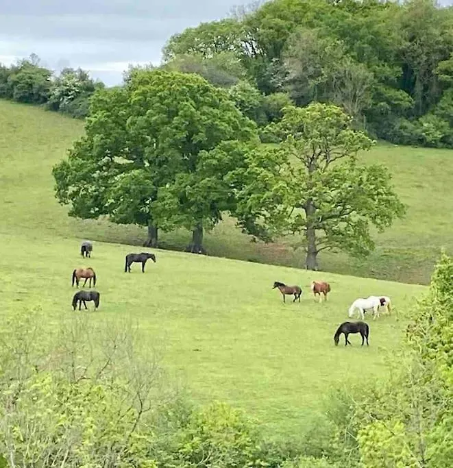 Sleep Next To A Horse In A Stable By The City ! Exeter Apartment